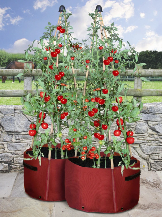 Haxnicks Tomato Patio Planter - Pack Of 2