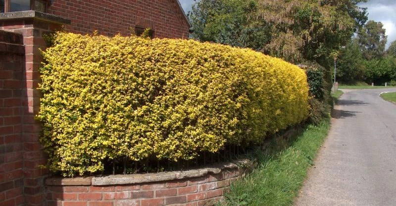 Golden Privet (Ligustrum Aureum) Evergreen Hedging Plants