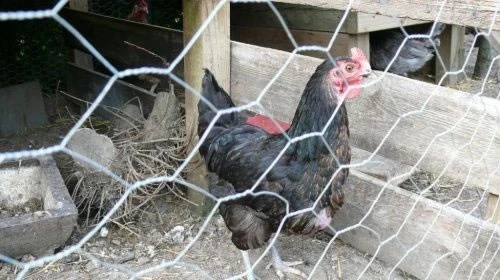 One Roll Of 50m Long, 180cm Tall Galvanised Chicken Wire Mesh - 50mm Mesh Size - Image 4