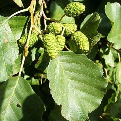 Alder (Alnus Glutinosa) Field Grown Hedging Plants - 2-3ft - Image 2