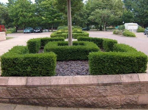 Box (Buxus Sempervirens) Field Grown Bare Root Hedging Plants - Image 3