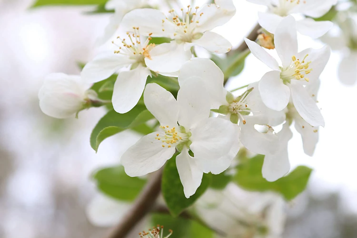 2-3ft Crab Apple (Malus Sylvestris) Grade A Bare Root Hedging Plants - Image 2