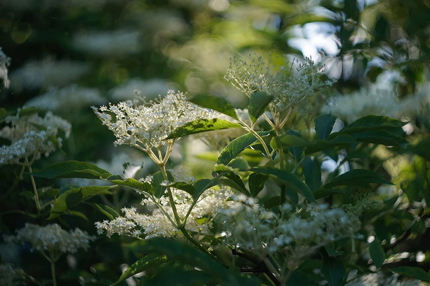 Elder (Sambucus Nigra) Field Grown Bare Root Hedging Plants - Image 3