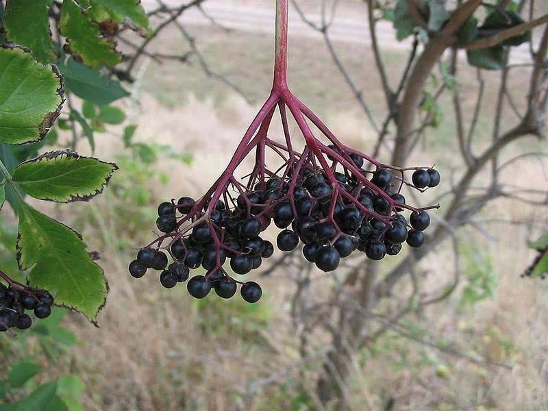 Elder (Sambucus Nigra) Field Grown Bare Root Hedging Plants - Image 4