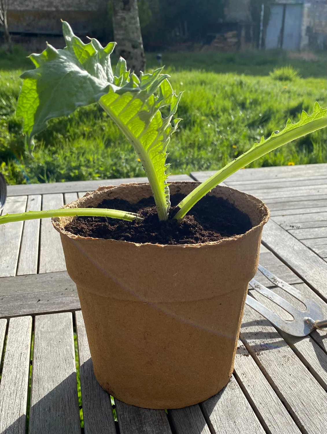 Nutley's 3-Litre Biodegradeable Organic Wood Fibre Plantable Plant Pots - Image 2