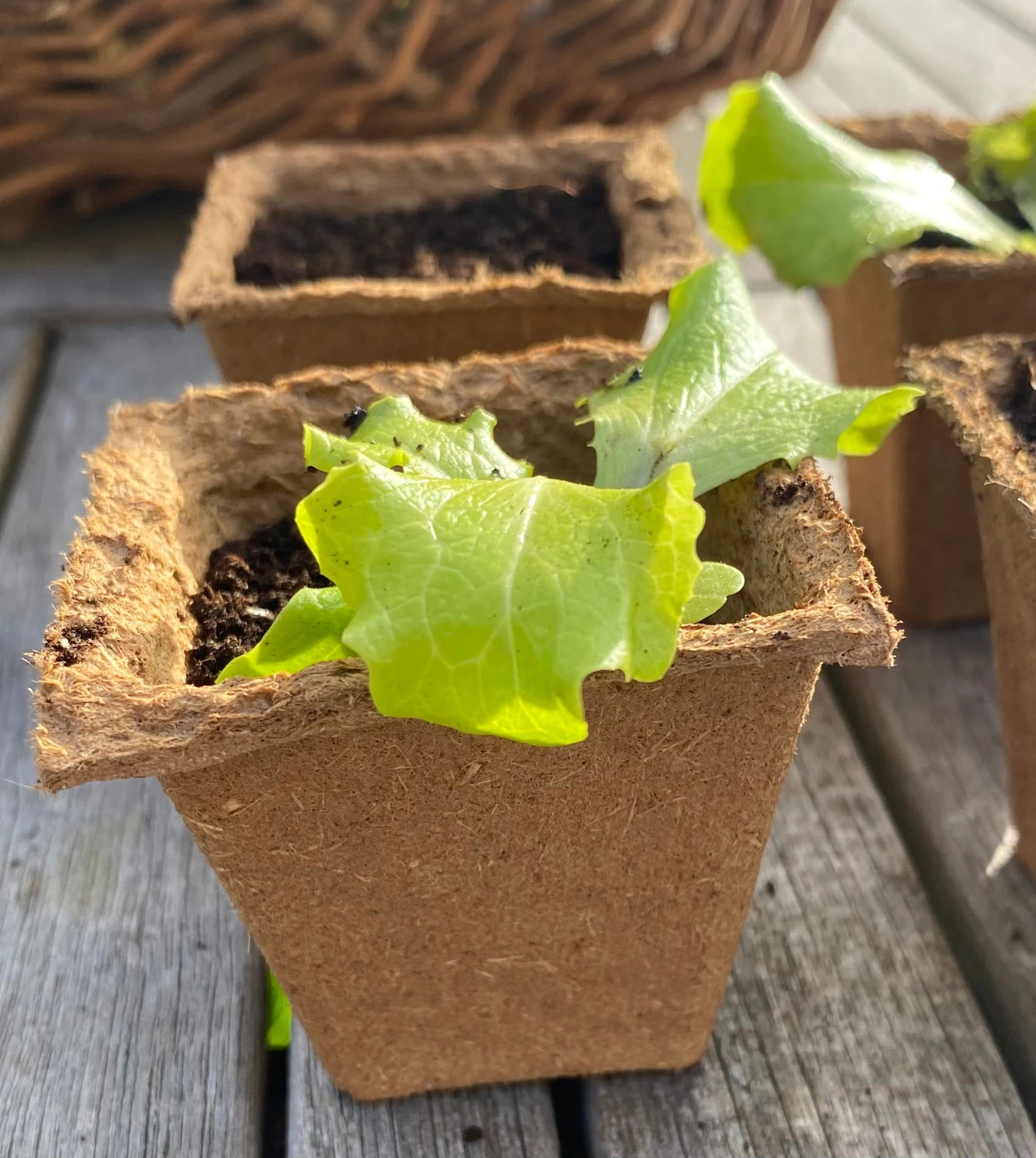 Nutley's 6cm Square Biodegradable Organic Wood Fibre Plantable Plant Pots - Image 6