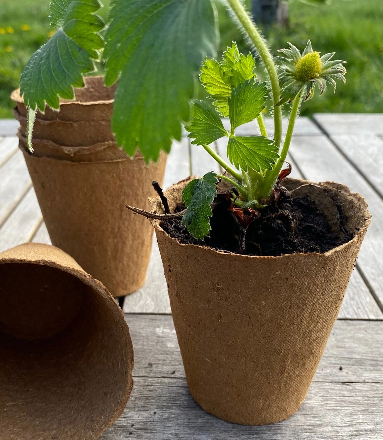 Nutley's 8cm Biodegradeable Organic Wood Fibre Plantable Plant Pots - Image 4