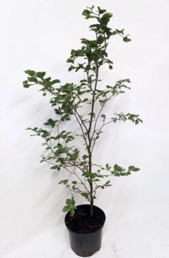 5 X 4ft Tall Potted Green Copper Beech Native Hedge Plant Saplings Semi-evergreen Hedging