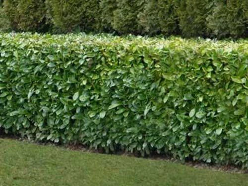 Laurel (Prunus Laurocerasus 'Rotundifolia') Large Multi-stemmed Bushy Bare Root Evergreen Hedging Plants - Image 2