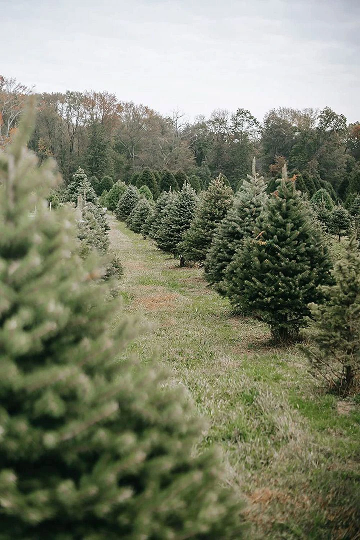 Nordmann (Abies Nordmanniana) Christmas Tree Field Grown Bare Root Tree Whip Plants Sapling - 15-25cm - Image 2