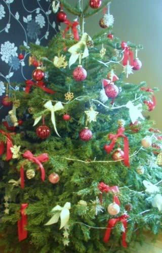 Nordmann (Abies Nordmanniana) Christmas Tree Field Grown Bare Root Tree Whip Plants Sapling - 15-25cm - Image 3