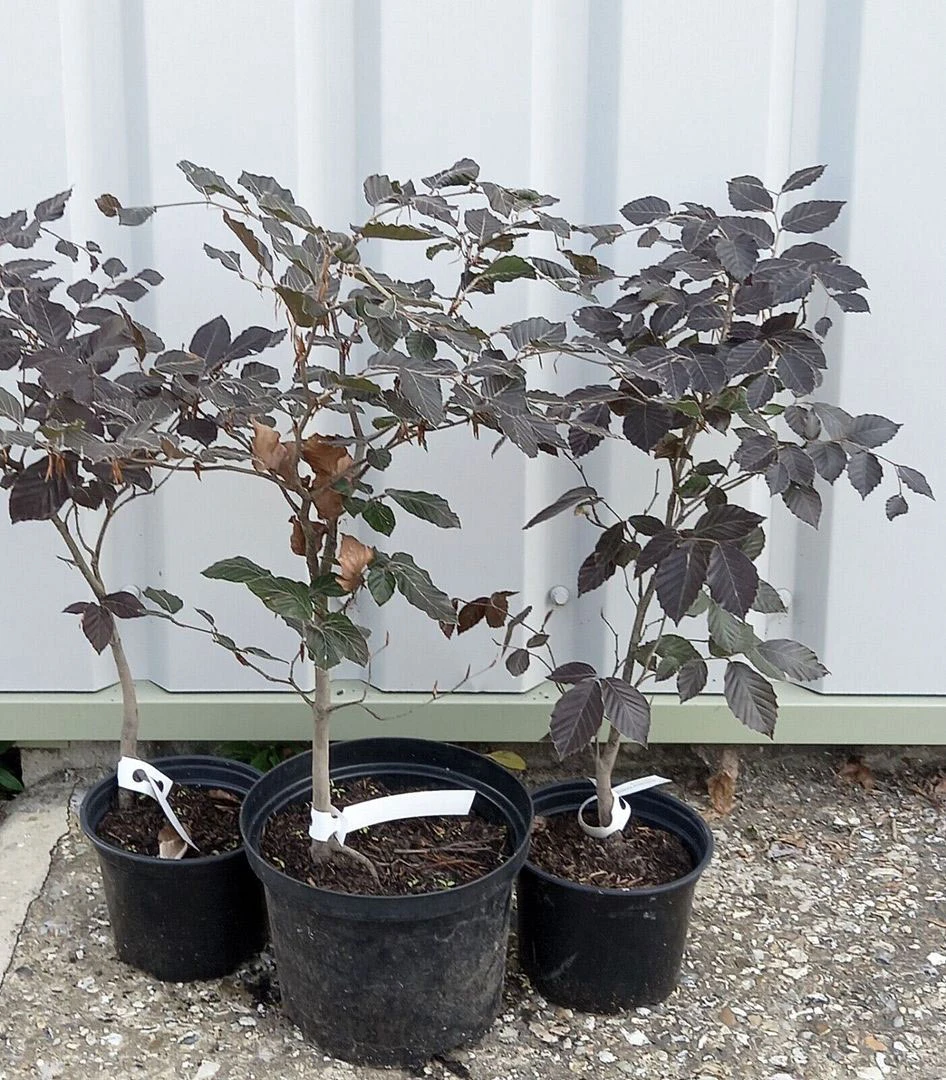 5 X 2ft Tall Potted Purple Copper Beech Native Hedge Plant Saplings Semi-evergreen Hedging - Image 6