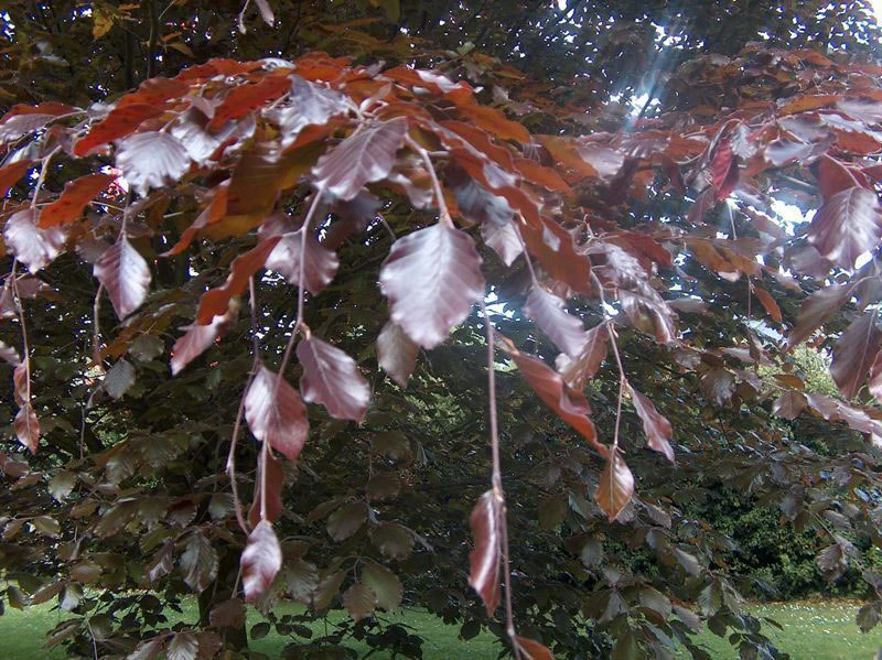 5 X 2ft Tall Potted Purple Copper Beech Native Hedge Plant Saplings Semi-evergreen Hedging - Image 3