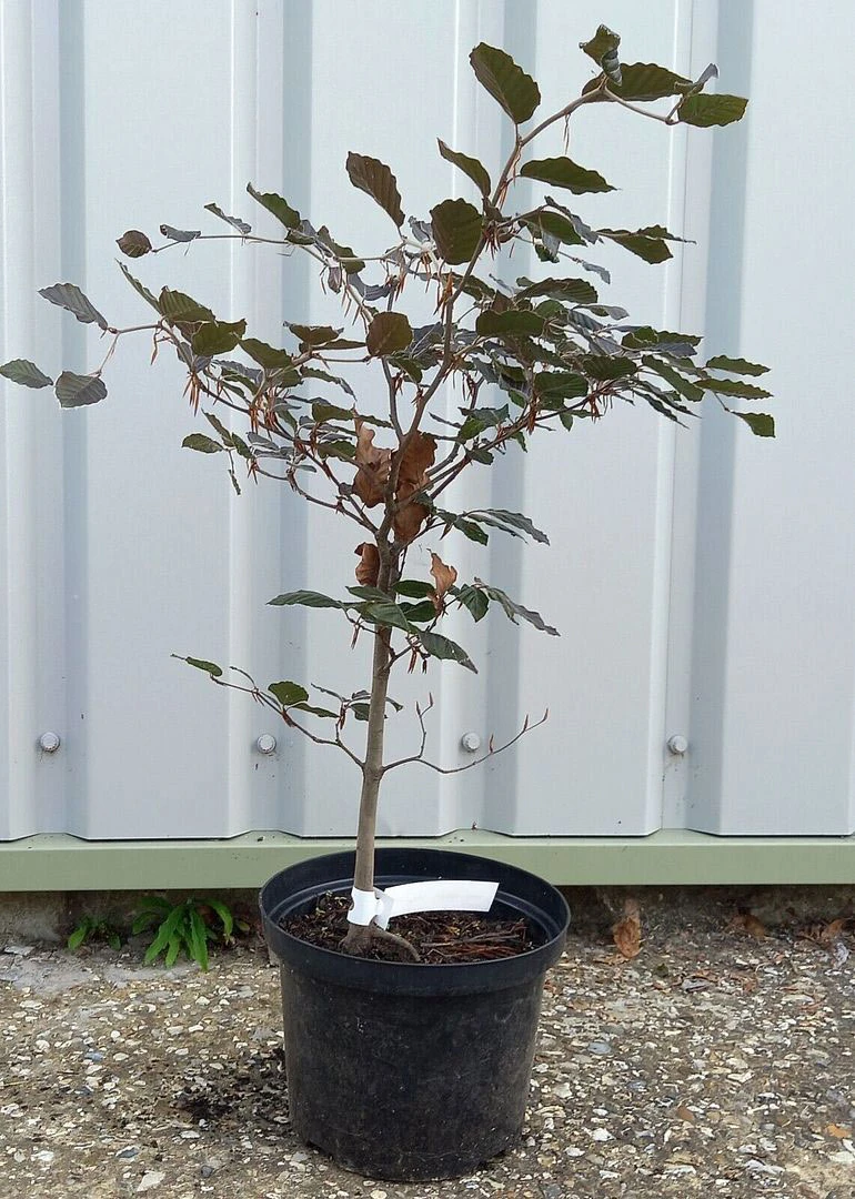 5 X 2ft Tall Potted Purple Copper Beech Native Hedge Plant Saplings Semi-evergreen Hedging - Image 2