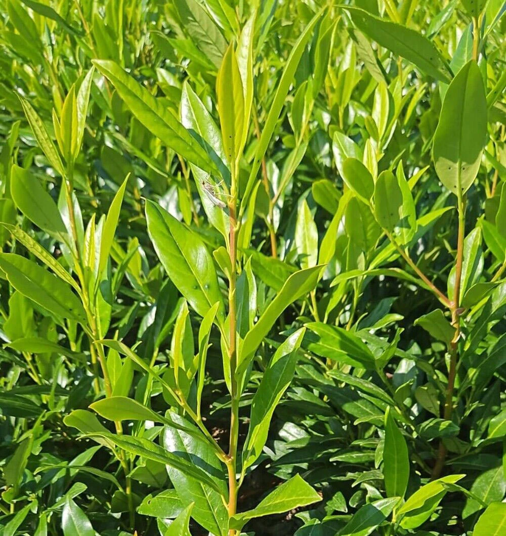 Shady Laurel Evergreen Hedge Plants Hardy Bare Root - Image 4