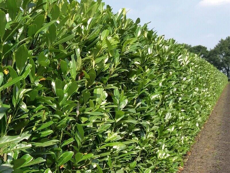 Shady Laurel Evergreen Hedge Plants Hardy Bare Root - Image 3