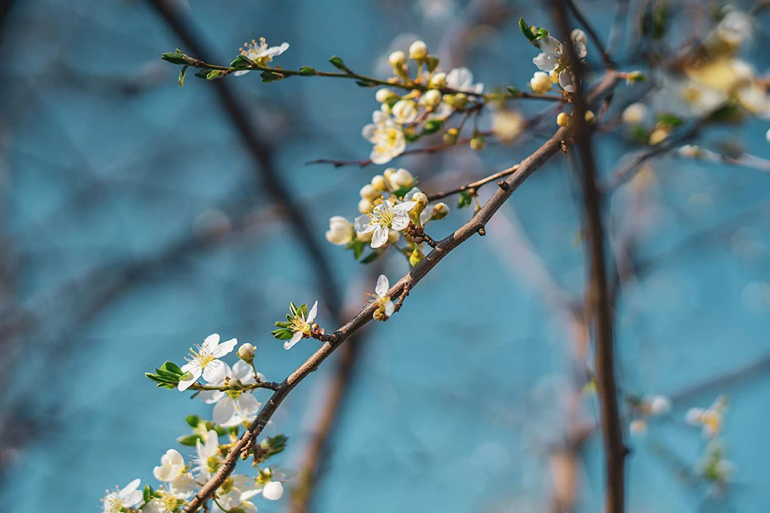 Wild Cherry (Prunus Avium) Bare Root Hedging Plants - Image 2