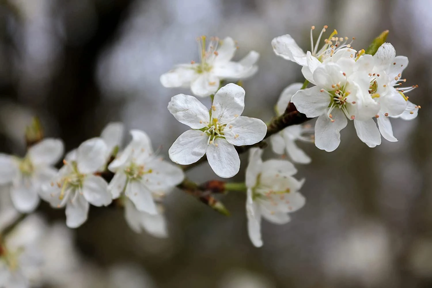 Wild Cherry (Prunus Avium) Bare Root Hedging Plants - Image 3