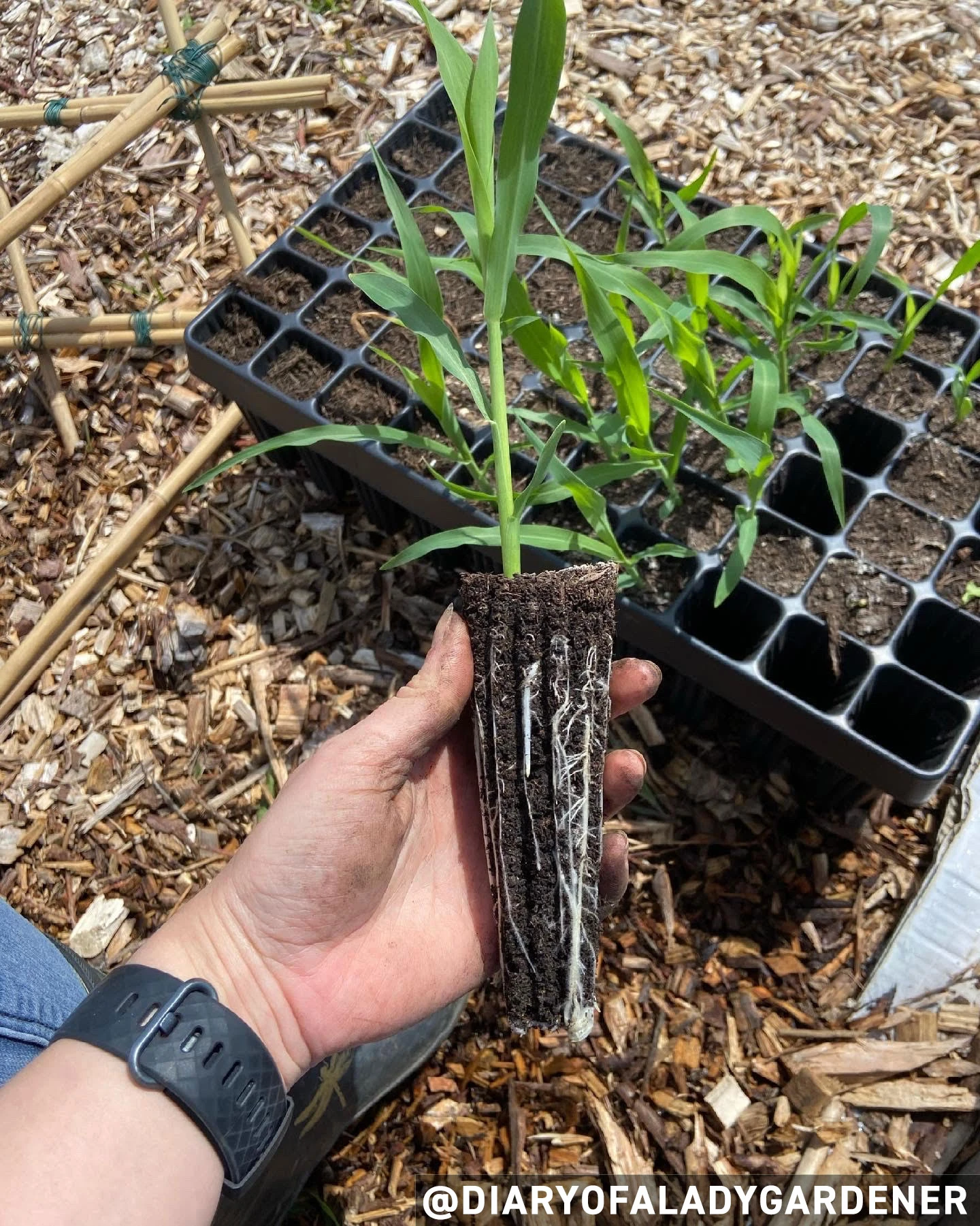 Nutley's 45 Cell Extra Large Plug Plant Root Grower - Pack Of 2 - Image 2