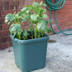 Potato Pot