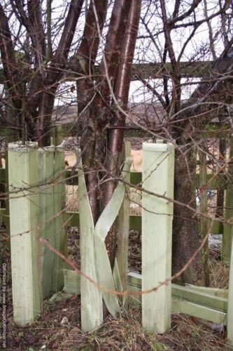 Rainbow Tree Defenders With Stakes - 150cm Tall - X10 - Image 2